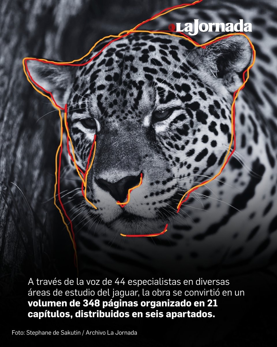 El jaguar ha perdido más de la mitad de su distribución histórica en México debido a la expansión del desarrollo humano, la fragmentación del hábitat y el aislamiento de sus poblaciones.