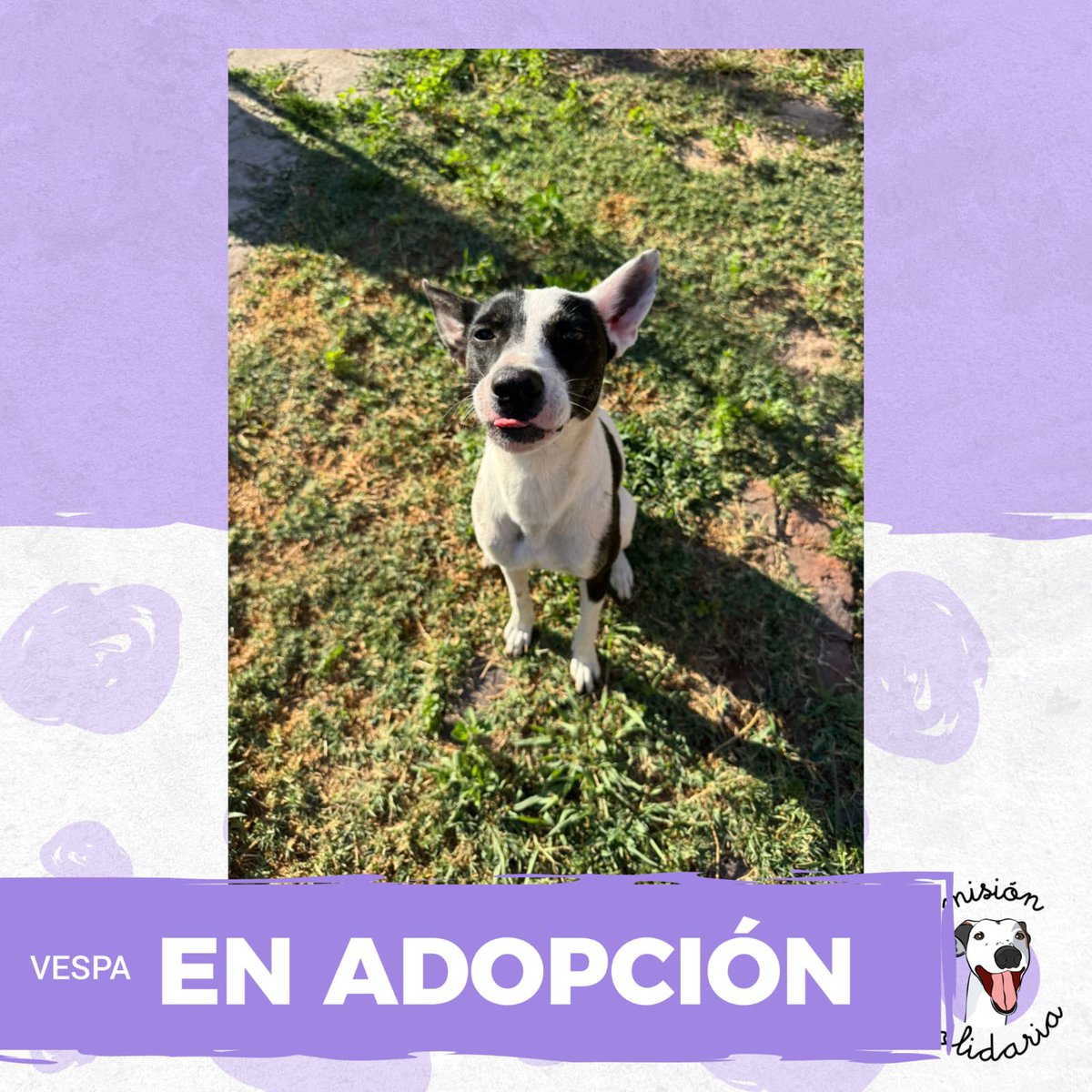 Vespa es una cachorra de menos de un año tamaño mediano/chica, vacunada y desparasitada, es muy cariñosa y juguetona, se lleva excelente con otros animales es una dulce ♥️
Zonas CABA y GBA
Queres adoptarla? Escribime!
misionsolidariatwitter@gmail.com
Asunto: Mi vespa 
RT porfa