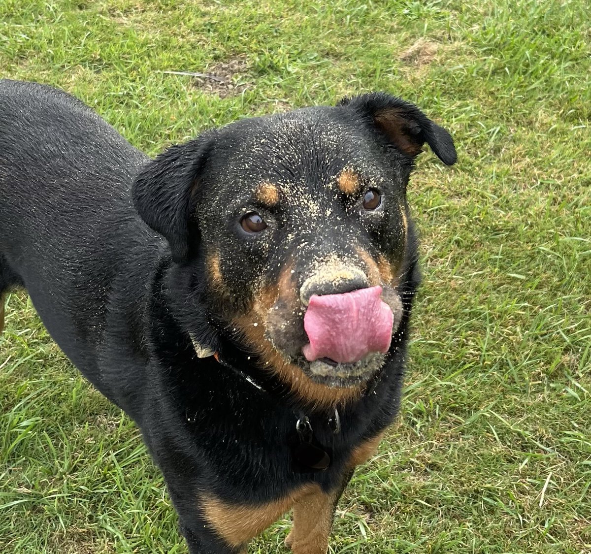 susan 🐶🦊🐝 tweet media