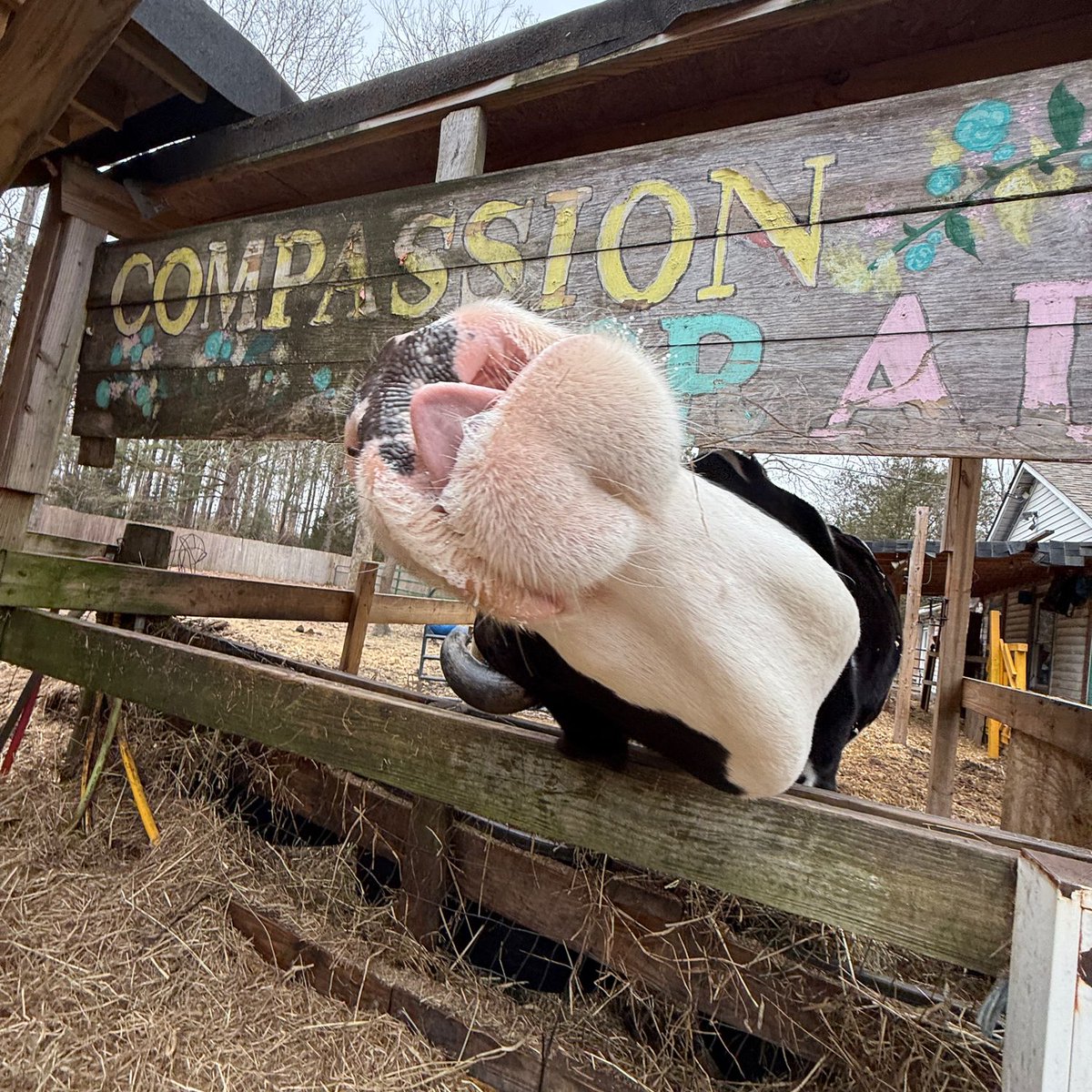 LifewithPigs's tweet image. Jenna: The Poster Child of Patience

Is patience her middle name… no.  But clearly it could be.   Jenna likes a slow pace when it comes to treats as this photo so clearly demonstrates!  

#cow #cows #jennathecalfwholived #lifewithpigs