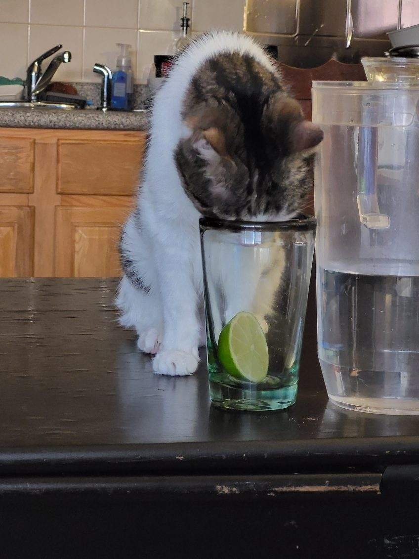 Old photo of Felicia enjoying my mom's lime water. We had to buy cup lids to prevent this, but they are no longer used 🥹