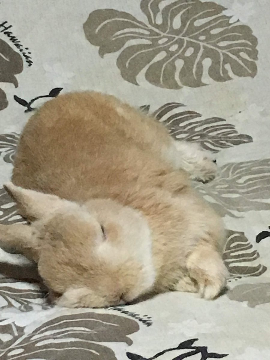 全日本気持ち良さそうに眠るうさぎ選手権