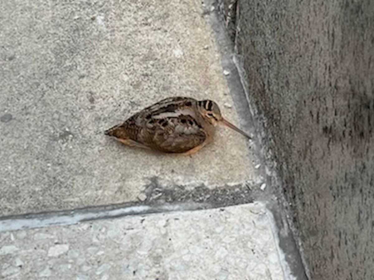 Chicago Bird Collision Monitors tweet media