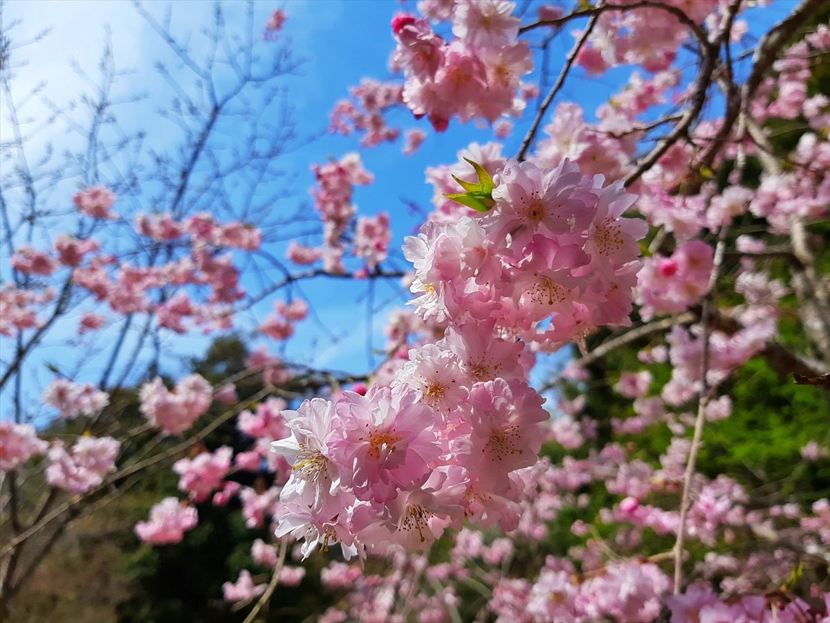 旅先での写真 tweet media