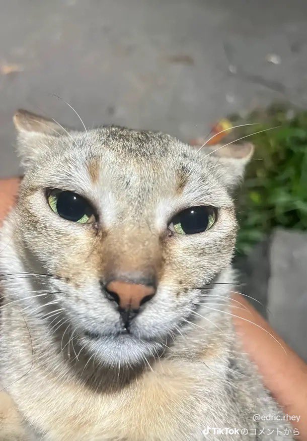 ローズ tweet media