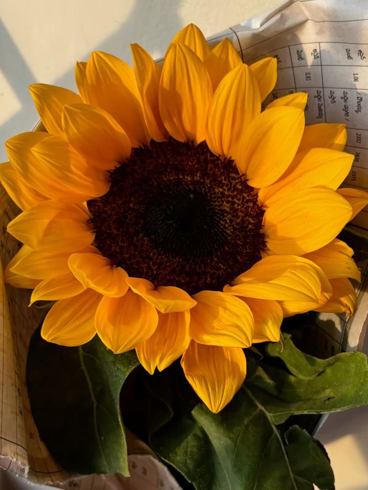 sunflowerchives's tweet image. pretty🌻