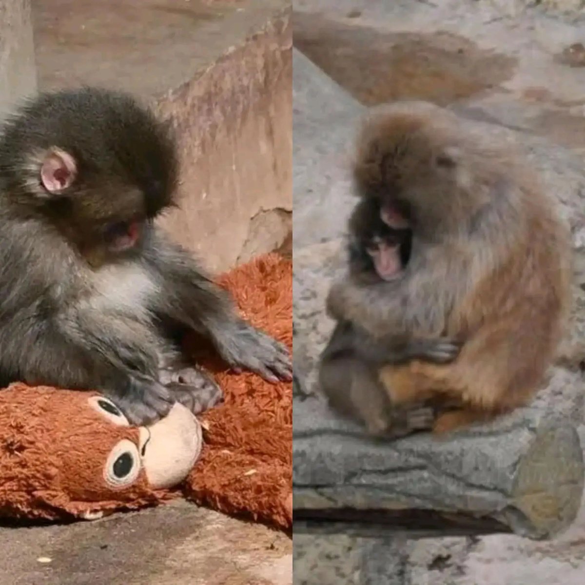 Punch, the viral lonely monkey, has now been hugged and groomed by an adult monkey for the first time. Things are looking better for the little guy.