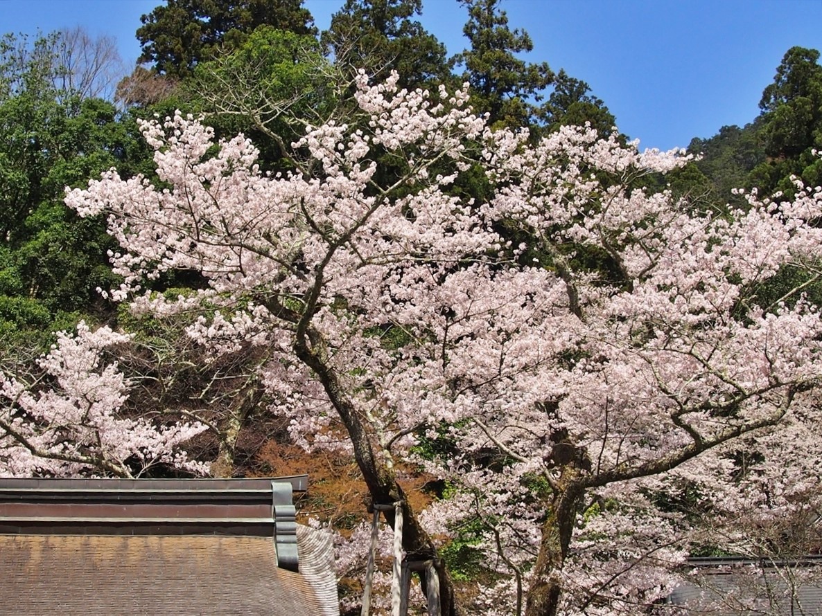 旅先での写真 tweet media