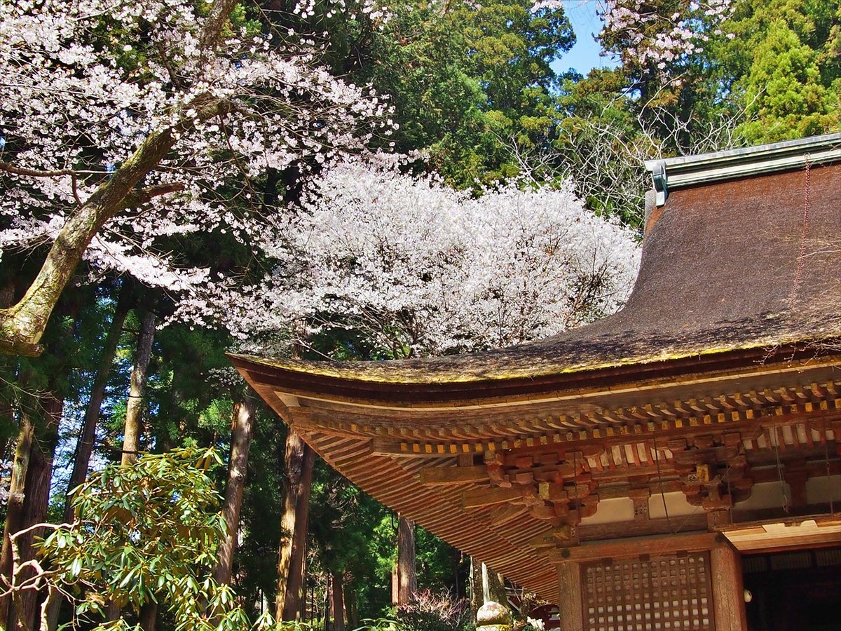 旅先での写真 tweet media