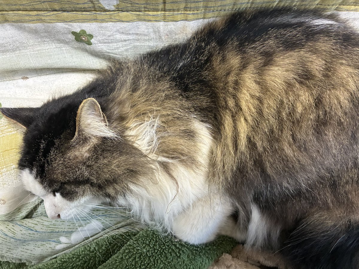 オピニオン様宛 お膝の上でねんねなもふちゃん かわいい♡