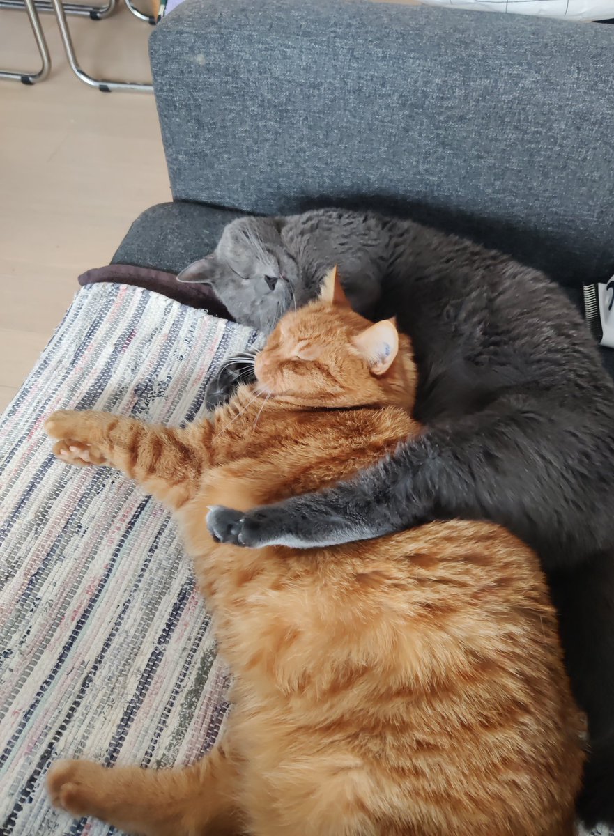 Mikkelline 🦔 tweet media