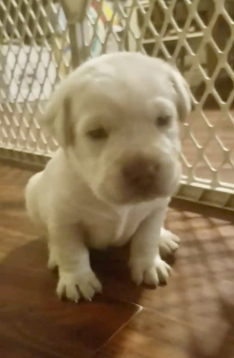 OscarTherapyDog's tweet photo. My sweet Oscar when he was about 3 weeks old. I loved him before I met him. He made me a better human being. #myhero #bestfriend #mytherapy #firstresponderspack https://t.co/Ff1CV0e1OV
