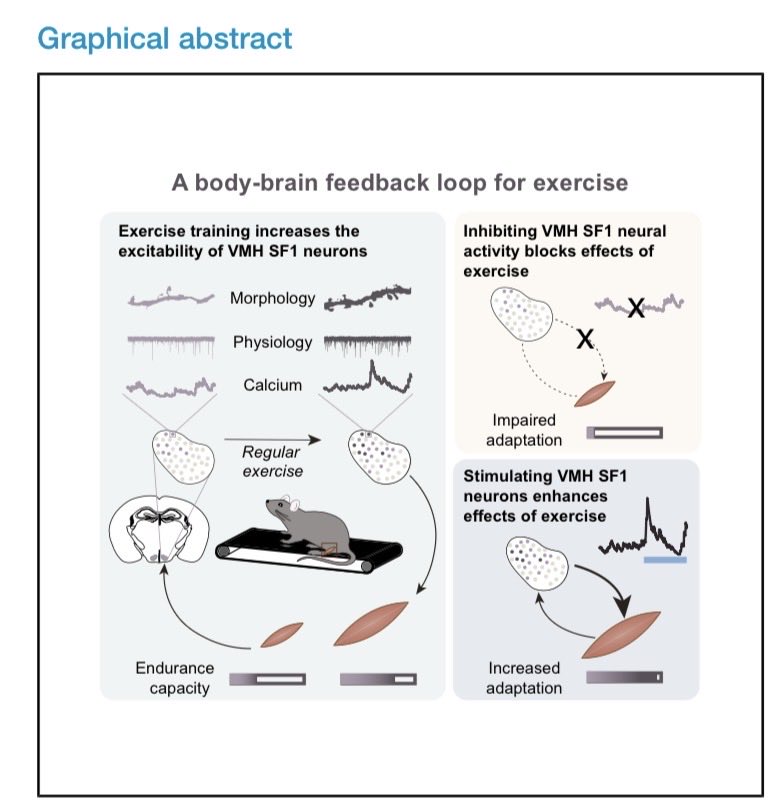 Brady_H's tweet image. This study is already my candidate for “coolest scientific finding of the year.”

It finds that the brain—specifically a set of neurons in the ventromedial hypothalamus (VMH)—is a key intermediate for improvements in endurance capacity.

1. Exercise strengthens inputs to and