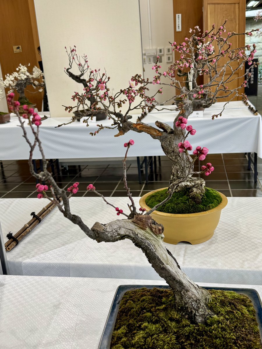 朽ちながら古梅の幹にみづ絶えずわが身おもへば恥ぢ入るばかり #三鷹歌