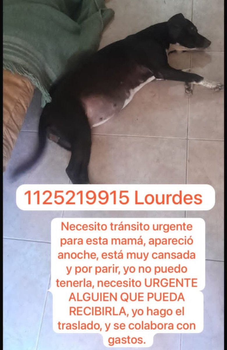 ✌Lore madre de ositos 🇦🇷 (@madredeositos) on Twitter photo 