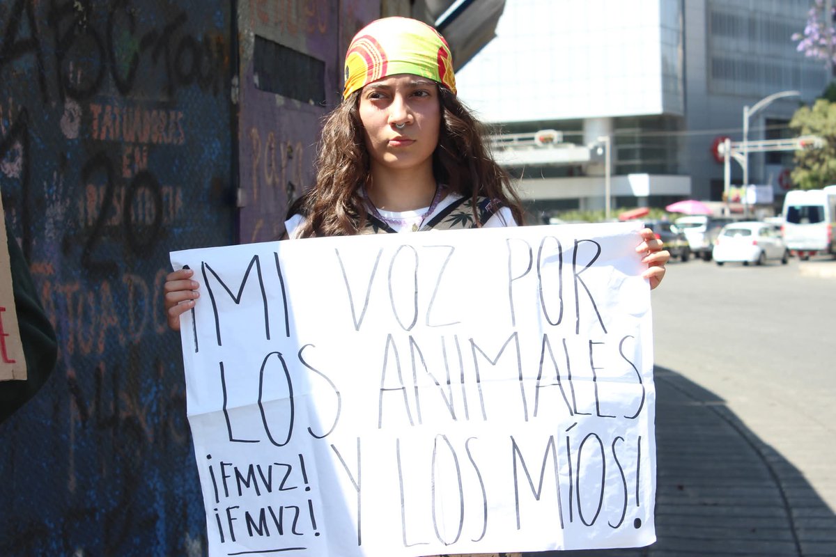 FedMVZ | Federación de Médicos Veterinarios 🇲🇽 tweet media