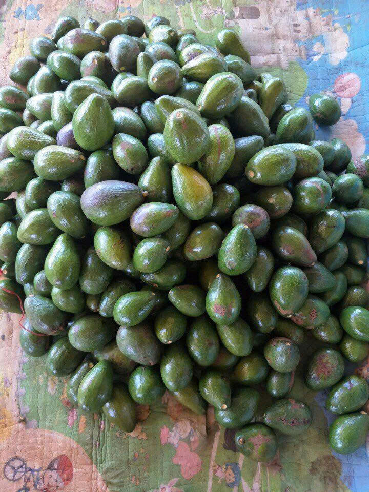 VSF202's tweet image. 🥑 Fresh Avocado – Vietnam
Creamy • Nutritious • Export grade
📦 Carton packing
📩 CONTACT – MR. LOUIS (Sales Executive)
📧 export2@vietseafarm.com.vn
📞 Tel / WhatsApp / WeChat: (+84) 347 499 738
🌐 vietseafarm.com.vn
#Avocado #FreshAvocado #VietnamExport #FruitSupplier