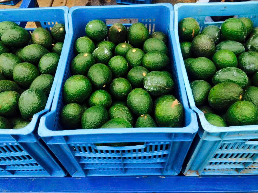 VSF202's tweet image. 🥑 Fresh Avocado – Vietnam
Creamy • Nutritious • Export grade
📦 Carton packing
📩 CONTACT – MR. LOUIS (Sales Executive)
📧 export2@vietseafarm.com.vn
📞 Tel / WhatsApp / WeChat: (+84) 347 499 738
🌐 vietseafarm.com.vn
#Avocado #FreshAvocado #VietnamExport #FruitSupplier
