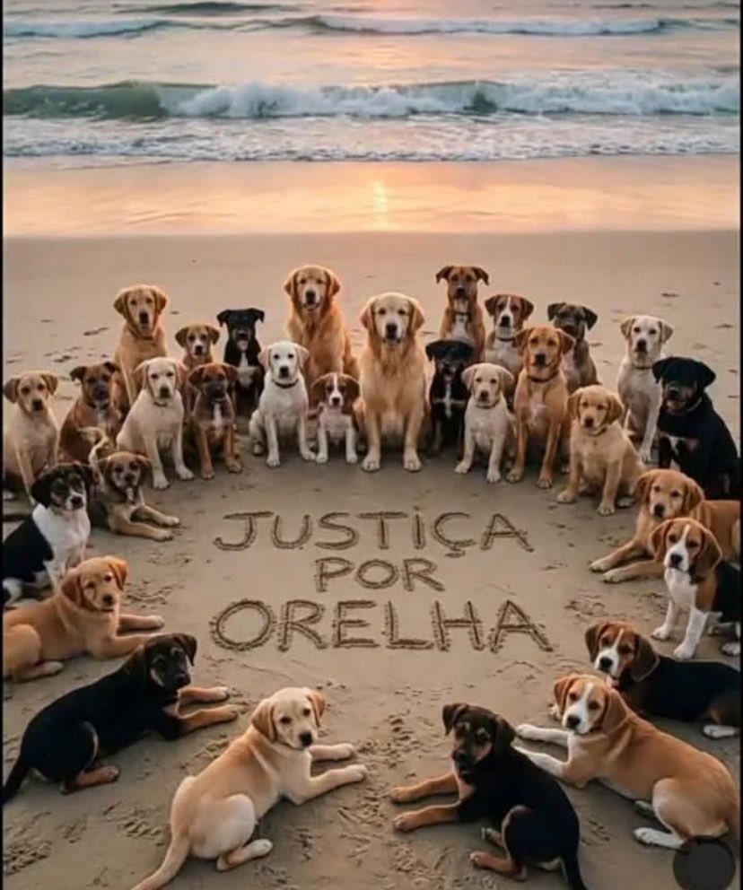 #animais 
#justicaportodososanimais
#justicapororelha 
#Justicaporpretinha 
#JusticaPorChico 
#CPIDOCASOORELHA 
#CPIDOORELHA 
#federalizacaodocasoorelha
#defesaAnimal
#causaAnimal