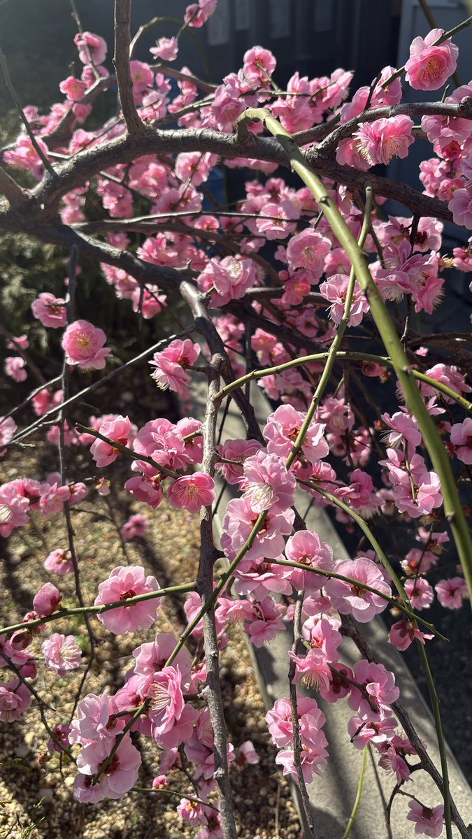 masanao@コミケ２日目 tweet media