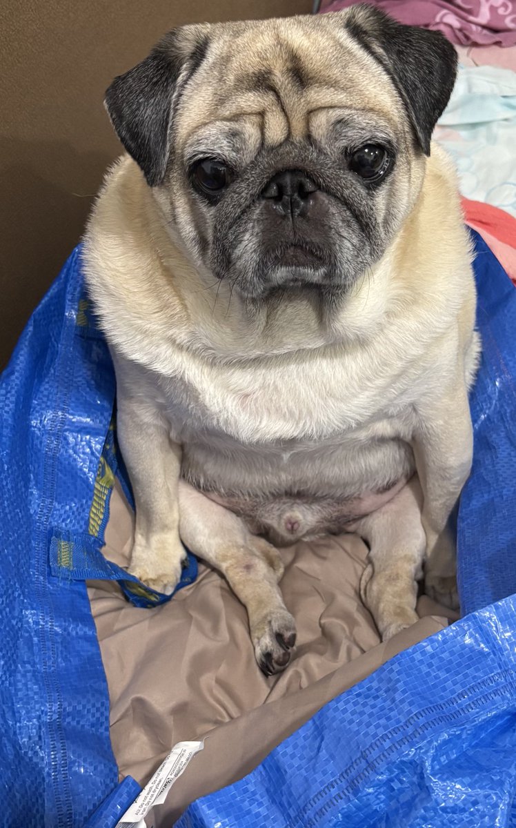 IKEAの袋が好きすぎるムーさん 少し高めのベッドよりこっちが好き