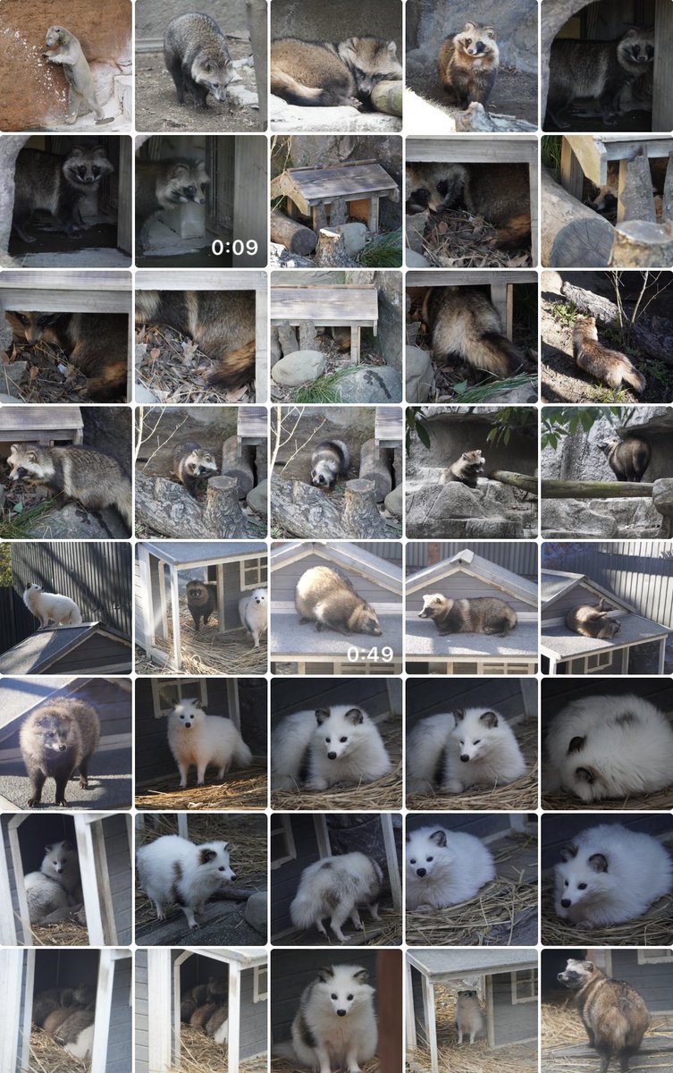 たぬき見て心を慰めよう