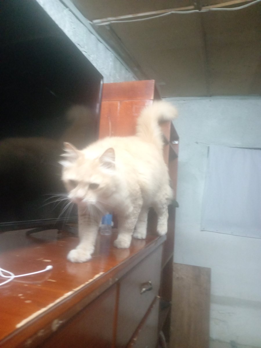 kurisu_2004|Vnex| 💙🍲⛩️(hiatus) tweet media