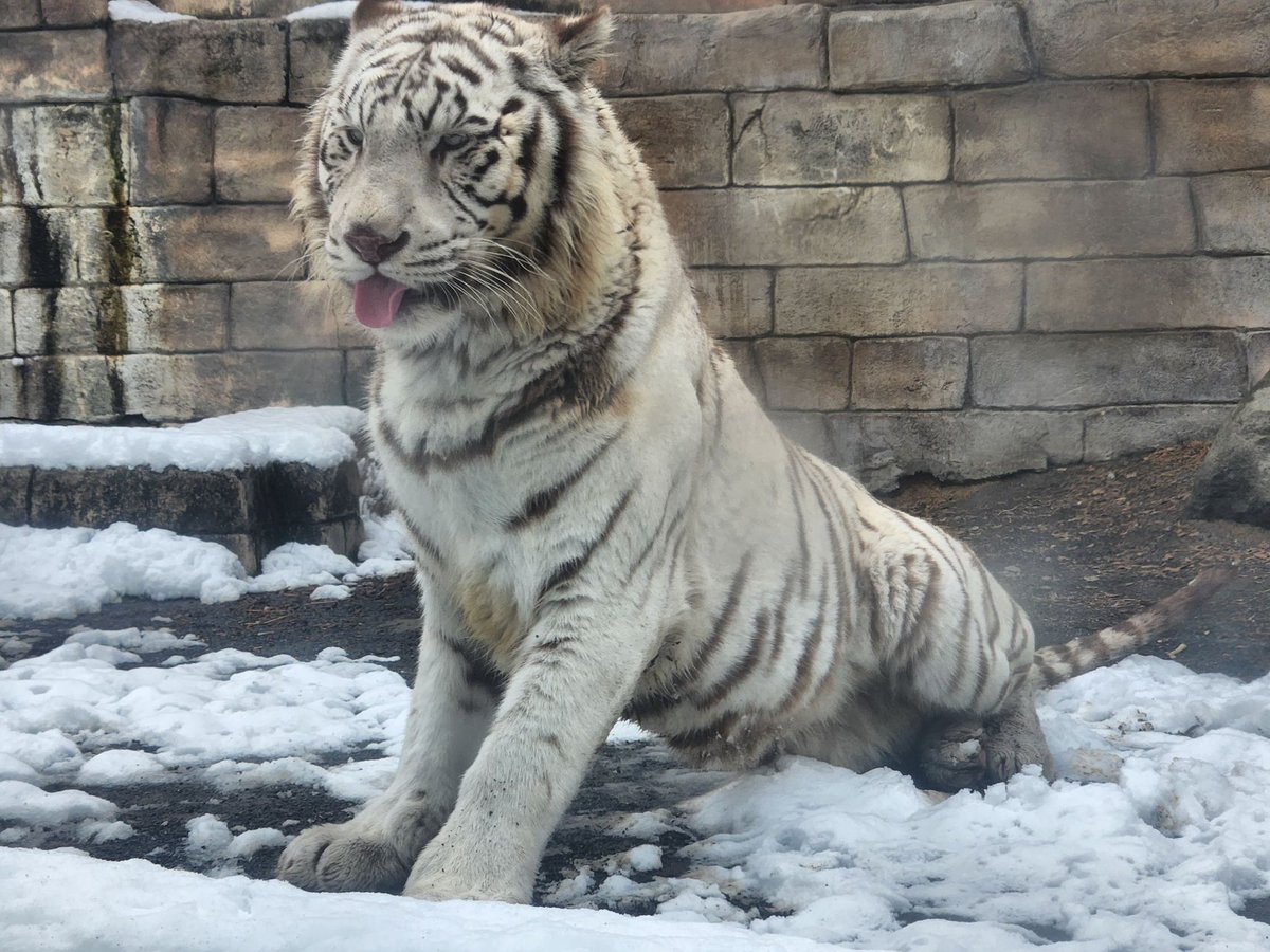 東武動物公園【公式】リュウくん (@tobuzoo7) / Posts / X