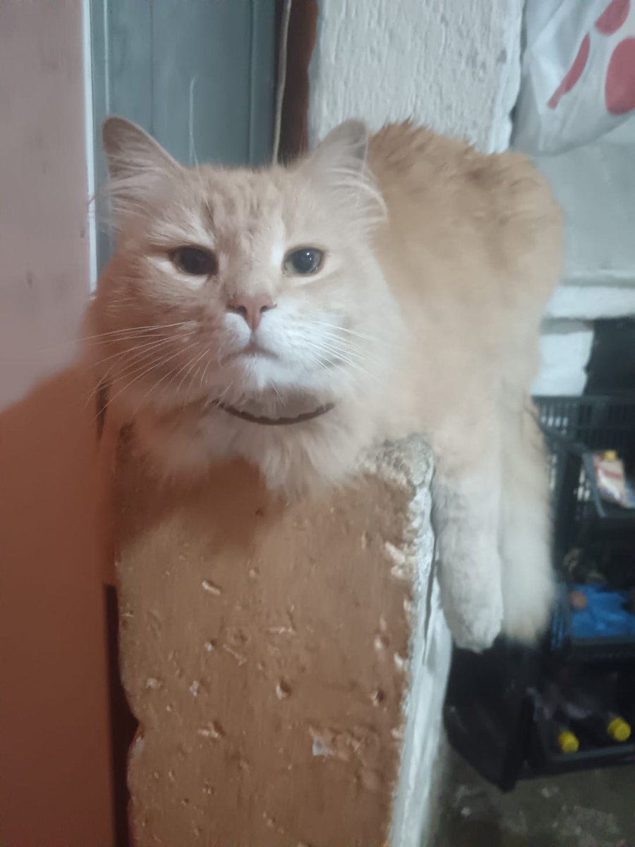 kurisu_2004|Vnex| 💙🍲⛩️(hiatus) tweet media