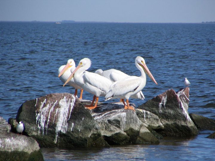 DmitchellArts's tweet photo. Art of the Day! "Pelicans at the Pass". Buy at: https://t.co/R7A2oubhgh https://t.co/zmMGBfOZLA