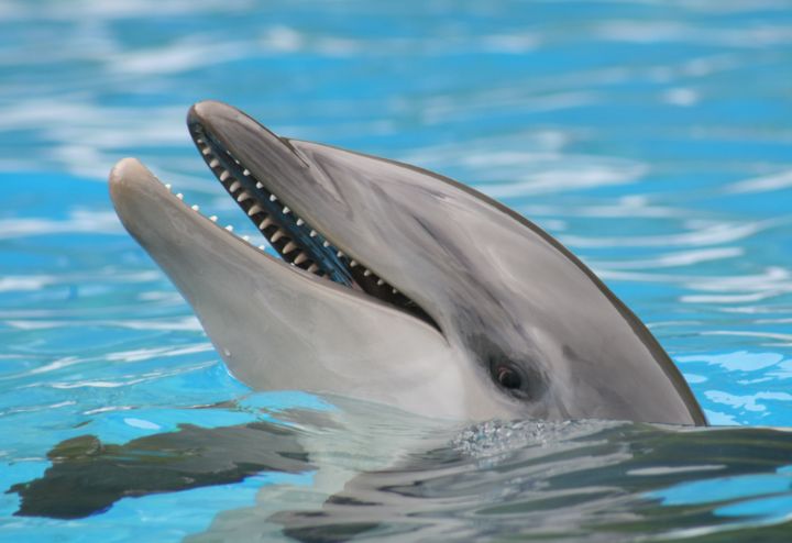 Art of the Day! "Dolphin". Buy at: ArtPal.com/Soonergallery?…