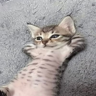 spam🍲 tweet media