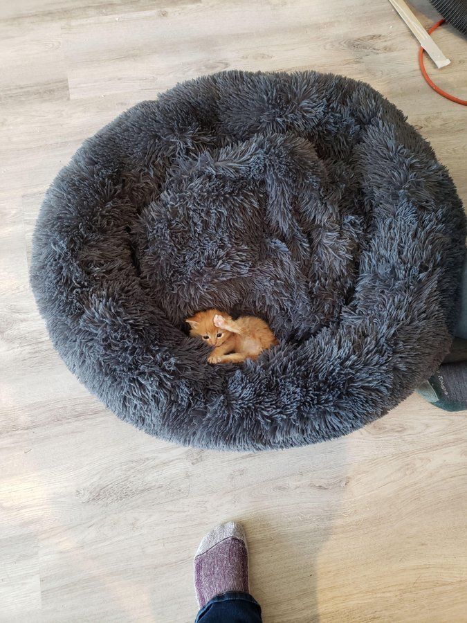 ShouldHaveCat's tweet image. 