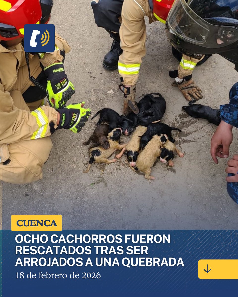 Ocho cachorros fueron rescatados por el Cuerpo de Bomberos de Cuenca luego de que fueran arrojados dentro de un saquillo a una quebrada cercana a la iglesia de Llacao.

La emergencia fue atendida tras una alerta ciudadana que permitió ubicar a los animales en el sector. 

El