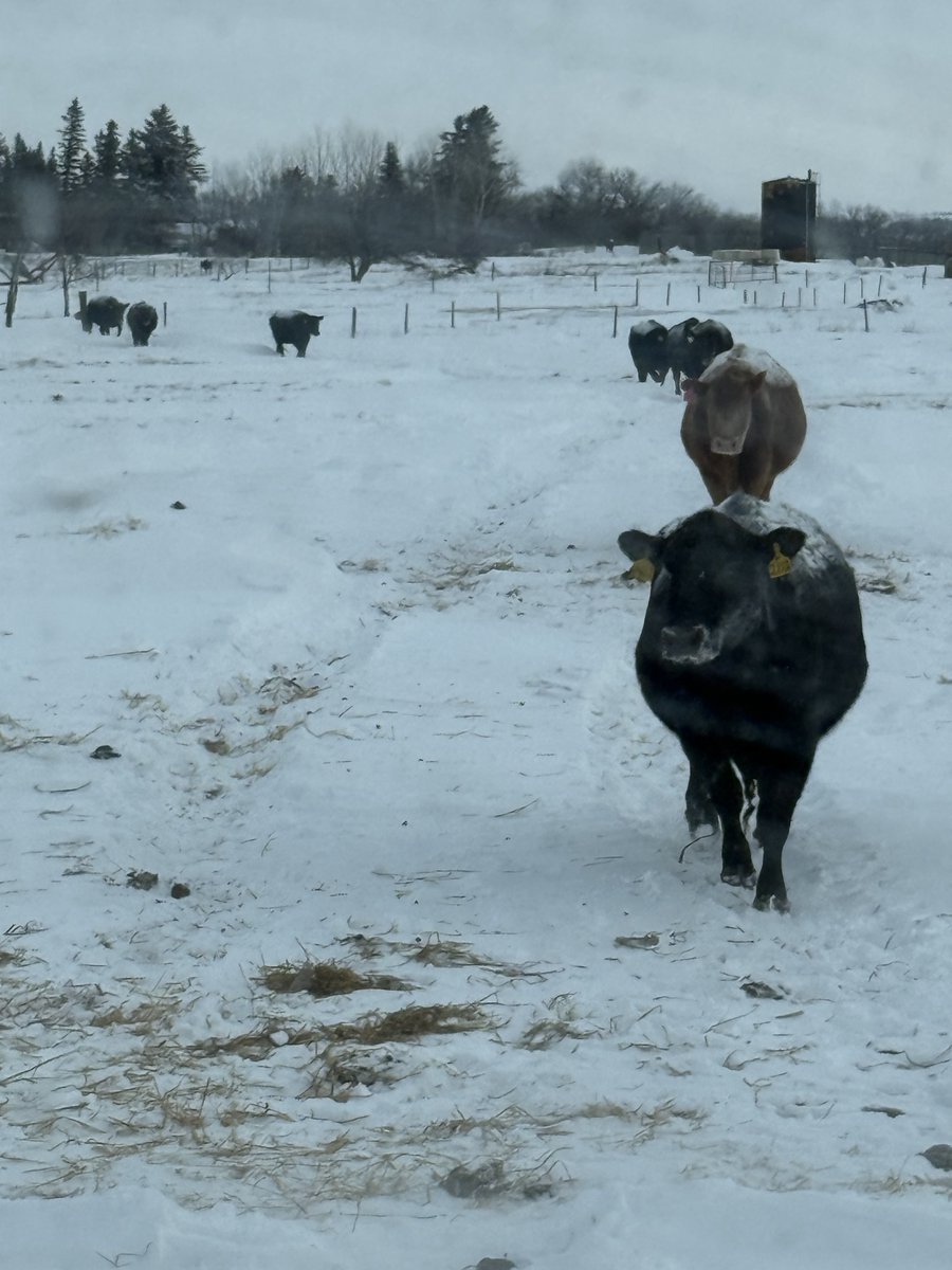 Sean McGrath tweet media