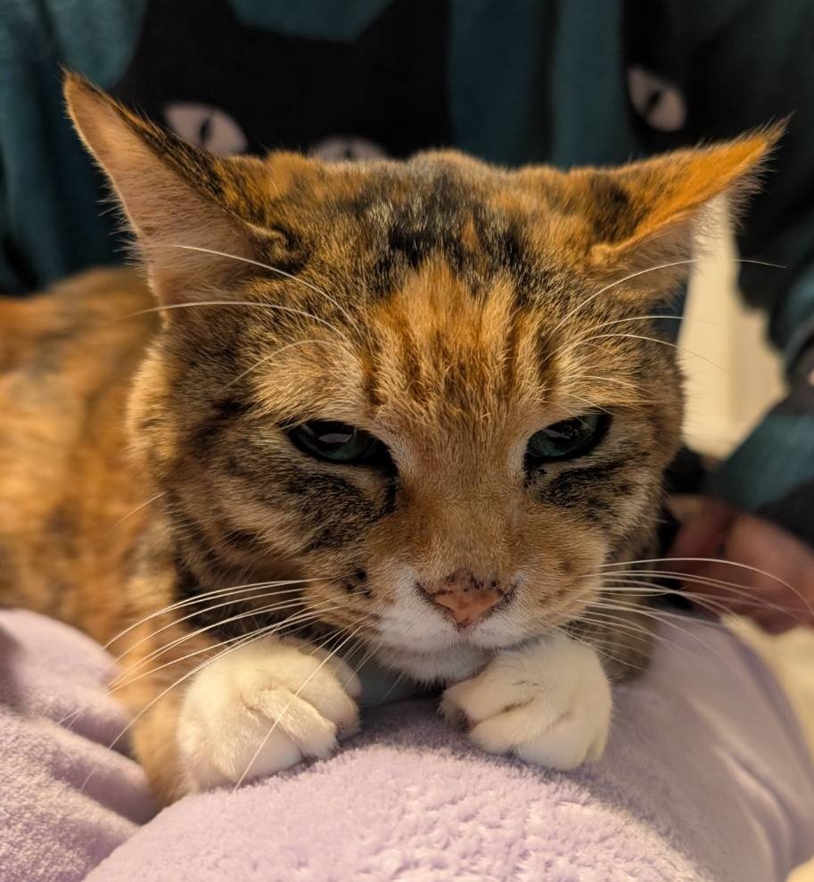 #里親募集
おぼろ♀10歳

お膝の上でねむねむ(  ¯꒳​¯ )ᐝ
シニア猫とゆったり猫生活しませんか？🥰
 #えどねこ  #江戸川区  #保護猫  #三毛猫  #お膝猫  #ずっとのお家探し