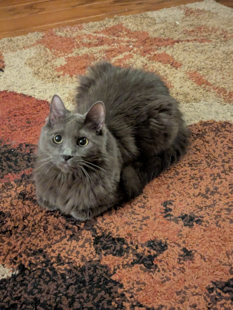 if i loaf perfectly enough maybe someone will play fetch with me