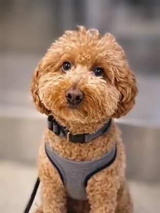 Las Vegas Locally 🌴 tweet media