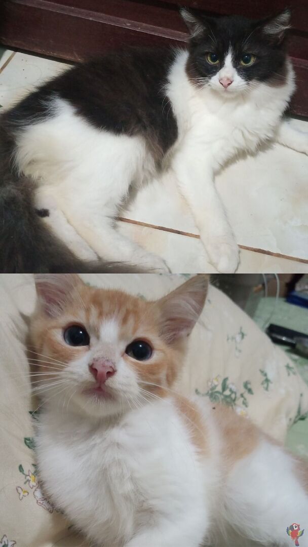 UNICEMFS tweet media