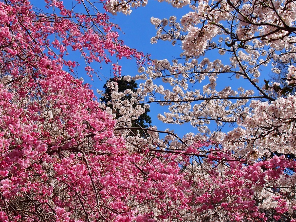 旅先での写真 tweet media