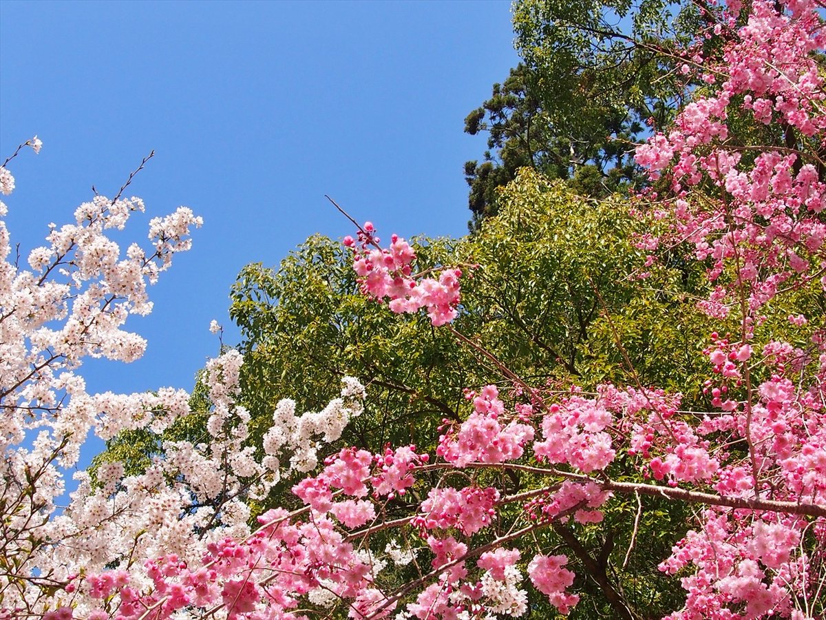 旅先での写真 tweet media