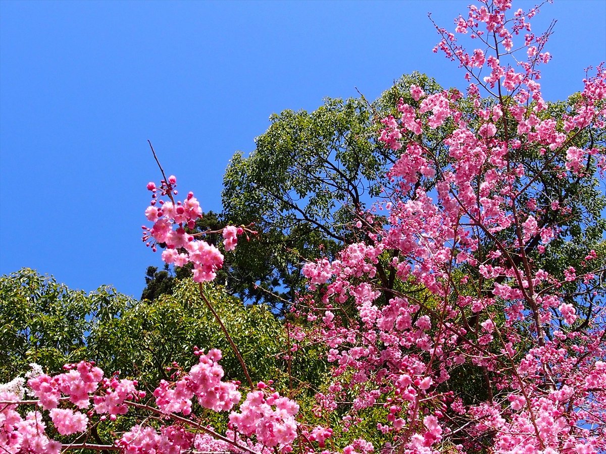 旅先での写真 tweet media