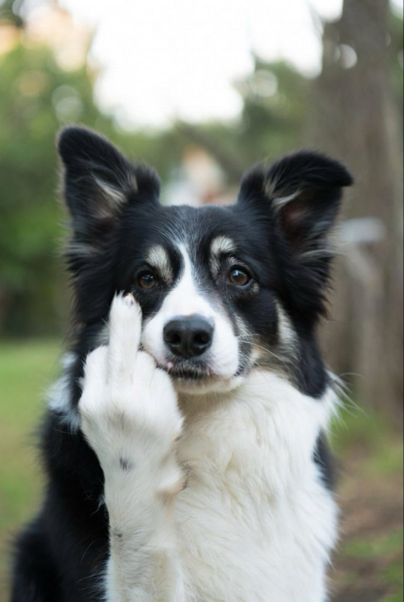 casey camp tweet media