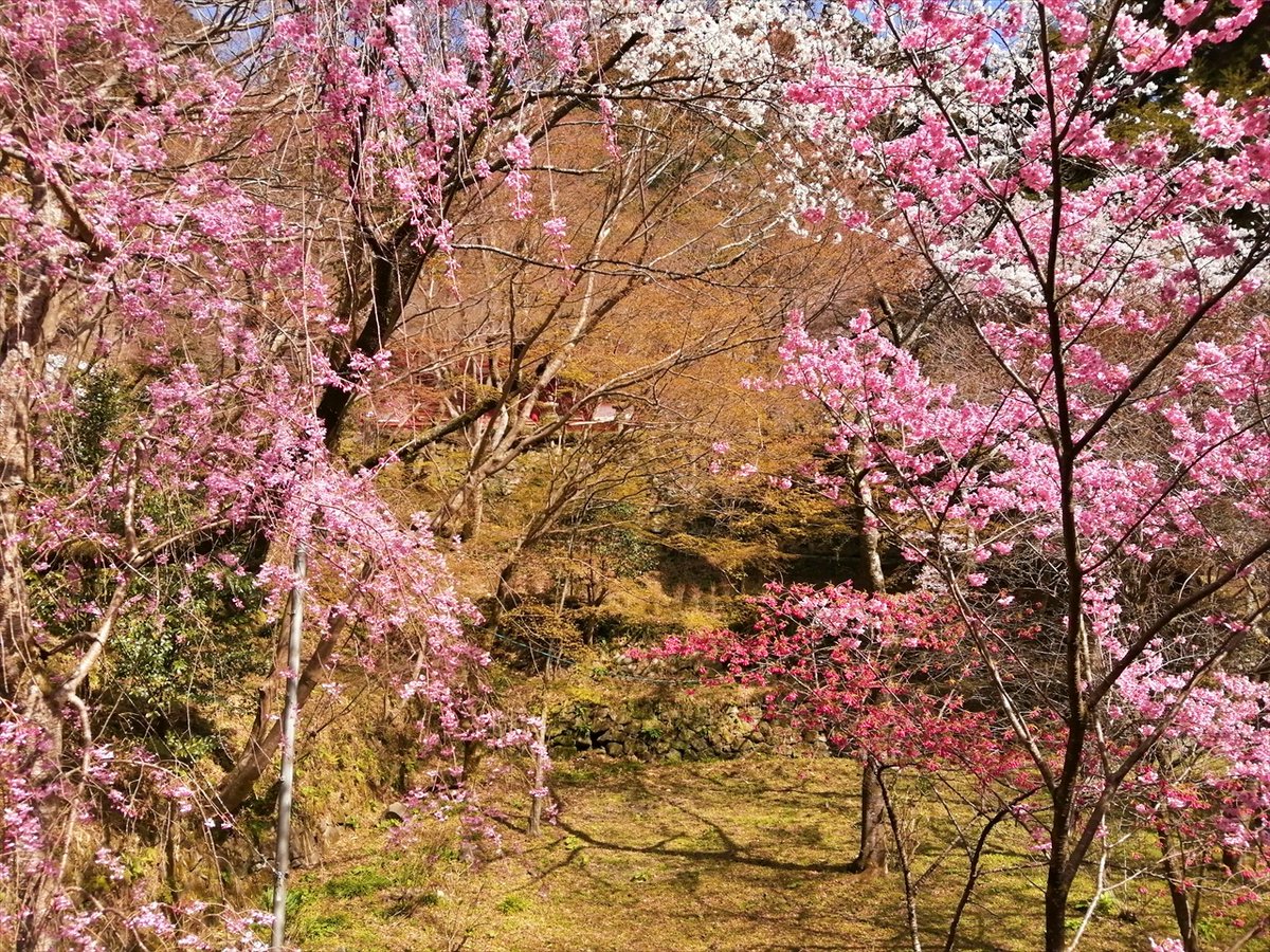 旅先での写真 tweet media