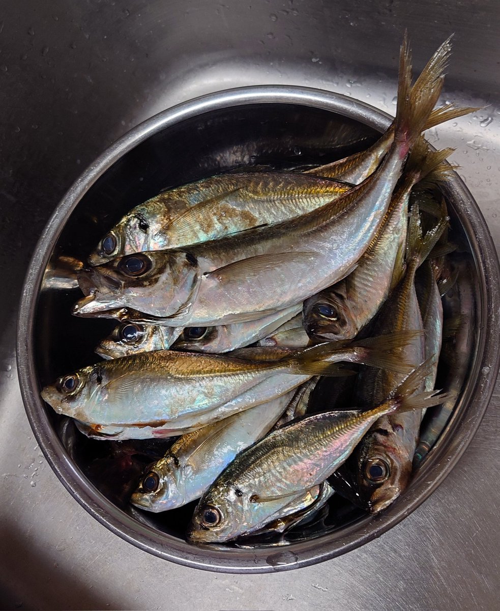 Mie_K90's tweet photo. 2/18 特別なアジ🐟️

今日もアジをもらったよ。
このアジは、3月TV放送予定の釣り番組で、とある芸能人が釣ったアジだそうです😘
なんか勿体なくて食べれないw
そんで職場の人がコストコに行くって言われたので、お久しぶりにパンを頼んだよ。
ほんのり甘くて美味しい😋
食べ過ぎ注意だな… https://t.co/1TNJJGzjc7