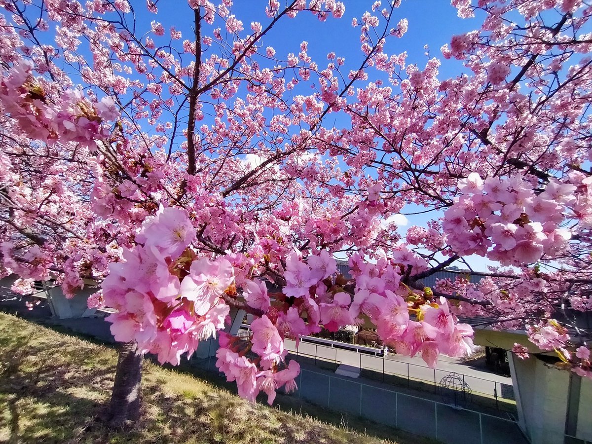 旅先での写真 tweet media