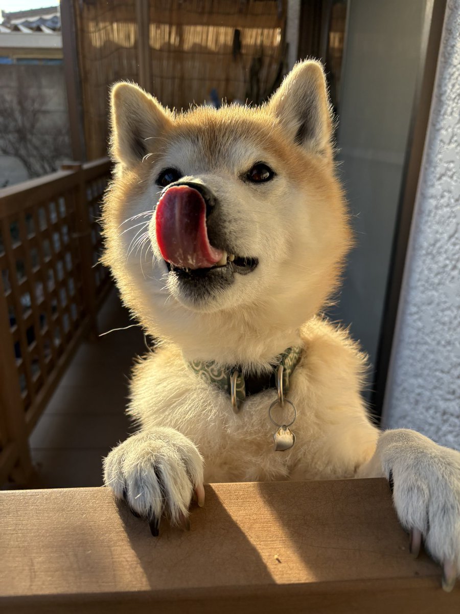 柴犬ちゃちゃ丸 (@ChaChamaru_03) / Posts / X