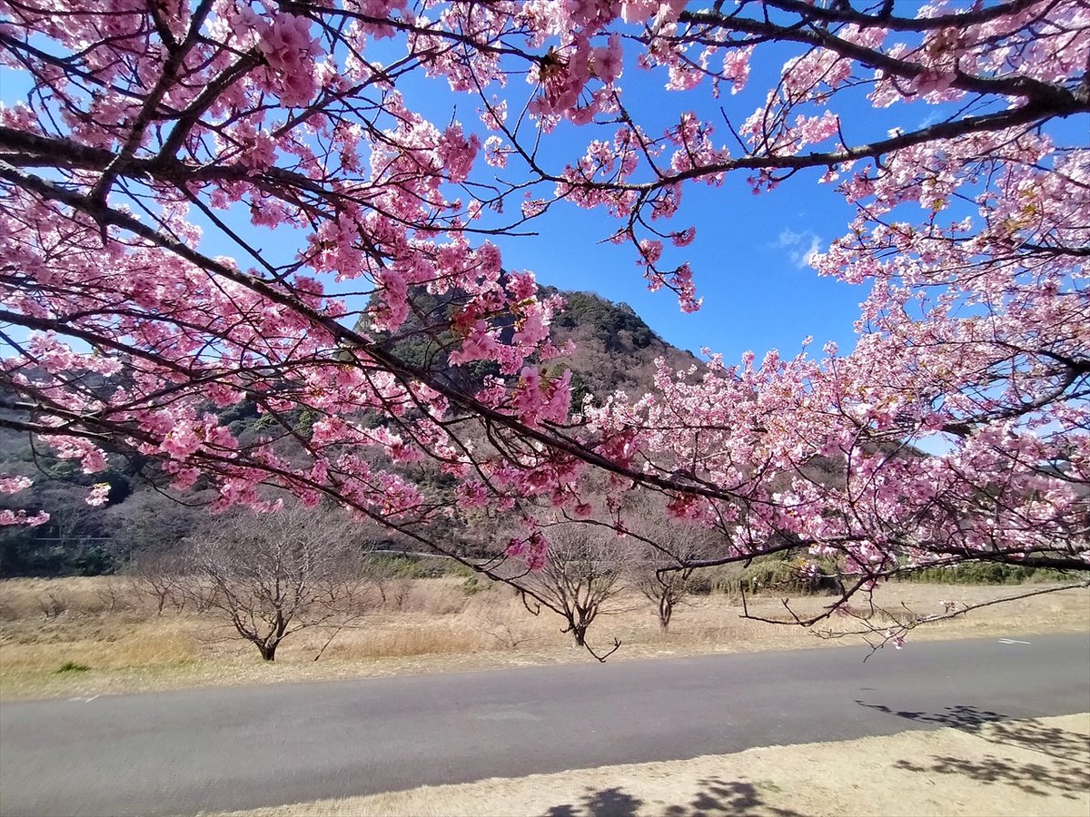 旅先での写真 tweet media