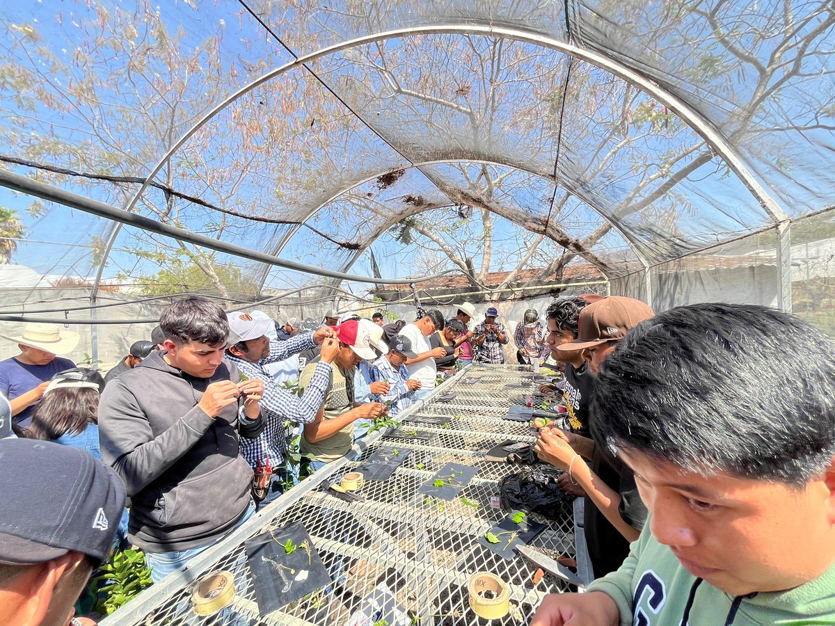 UTIM impulsa formación en propagación vegetal con curso de injertos en frutales para estudiantes de Agrobiotecnología y Agricultura Sustentable Protegida. 📚 

#PorAmorALaUTIM #PorAmorAPuebla #PensarEnGrande
