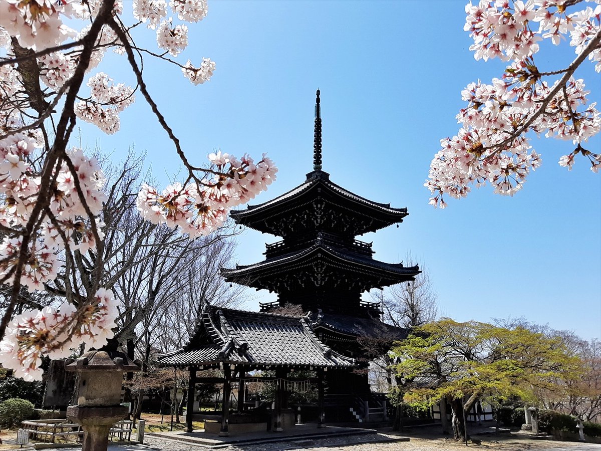 旅先での写真 tweet media